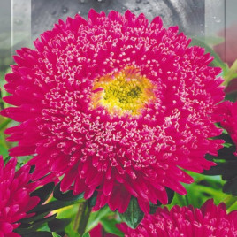 Айстра Принцесса рожева (Pink)