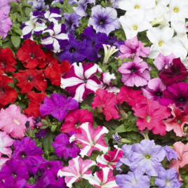 Петуния гибридная крупноцветковая смесь