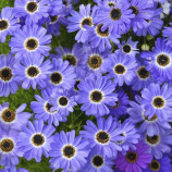 Брахикома синяя с глазом