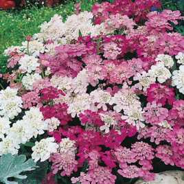 Иберис смесь