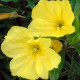 Енотера золотиста 