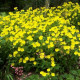 Енотера золотиста 