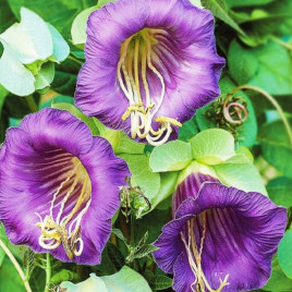 Кобея ползучая смесь 