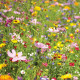 Полевой веночек Элит Серия на 50 кв. м семена цветочной смеси (Hem Zaden)