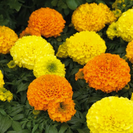 Чорнобривці Антігуа F1 суміш (mix)