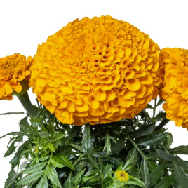 Чорнобривці Антигуа F1 помаранчеві (orange)