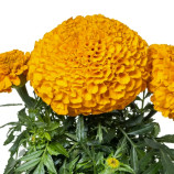 Бархатцы Антигуа F1 оранжевый (orange)