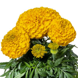 Чорнобривці Антигуа F1 золотисті