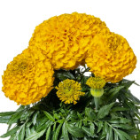 Бархатцы Антигуа F1 золотистый