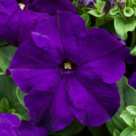 Призма F1 blue насіння петунії грандіфлора (Floranova)