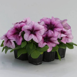 Призма F1 blueberry sundae семена петунии грандифлора (Floranova)