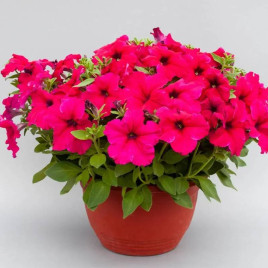 Призма F1 deep rose насіння петунії грандіфлора (Floranova)
