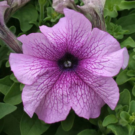 Призма F1 dewberry sundae семена петунии грандифлора (Floranova)