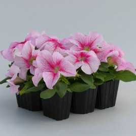 Призма F1 raspberry sundae насіння петунії грандіфлора (Floranova)