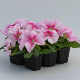 Призма F1 raspberry sundae насіння петунії грандіфлора (Floranova)