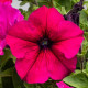 Призма F1 ruby насіння петунії грандіфлора (Floranova)