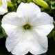 Призма F1 white семена петунии грандифлора (Floranova)