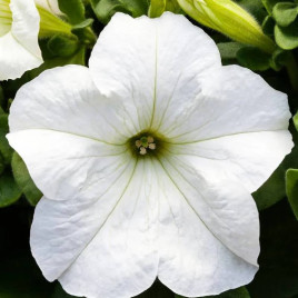 Призма F1 white семена петунии грандифлора (Floranova)