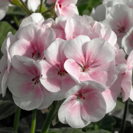 Маверик F1 белый с розовым глазком семена пеларгонии (Syngenta)