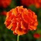 Маверик F1 оранжевый семена пеларгонии (Syngenta)