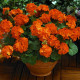 Маверик F1 оранжевый (orange) семена пеларгонии 35-40см (Syngenta)
