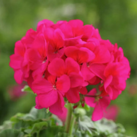 Маверик F1 розовый семена пеларгонии (Syngenta)
