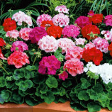 Пеларгония Маверик F1 смесь