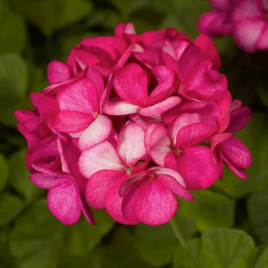 Пеларгония Маверик F1 фиолетово-белый