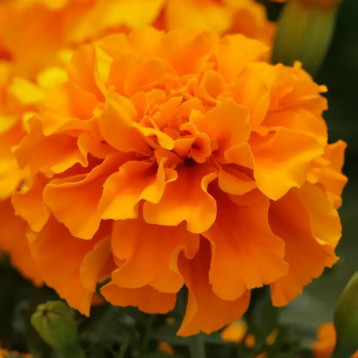 Зеніт F1 deep orange насіння чорнобривців триплоїдних низькорослих 30-35см (Floranova)