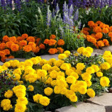 Зеніт F1 bright yellow насіння чорнобривців триплоїдних низькорослих 30-35см (Floranova)