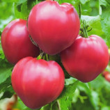 Томат Волове серце