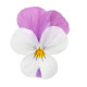 Адмір F1 white pink wing насіння віоли (Benary)