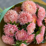 Ювель лососева насіння айстри голчастої однорічн. 60-75см (Satimex)