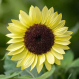 Валентайн насіння соняшнику декоративного 130-140см (Benary)