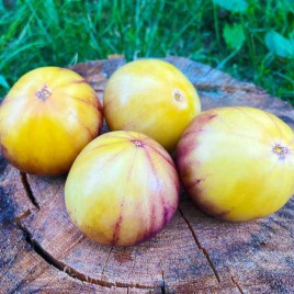 Сержант Пепперс (ЖОВТИЙ) насіння томата індет. середнього сердц. 160-220 гр. фіолет.-жовт. (Breeding Seeds)