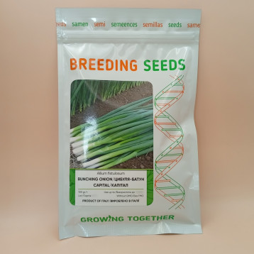 Капітал насіння цибулі на перо (Breeding Seeds)