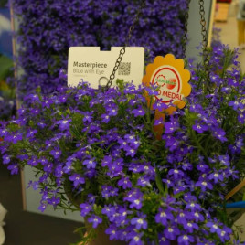 Шедевр F1 (Masterpiece F1) синя з вічком насіння лобелії (Benary)