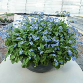 Миро темно-синяя (mid blue) семена незабудки (Benary)