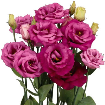 Розита F1 фиолетово-розовая (purple rose) семена эустомы на срез махр. 75-85см (Sakata)