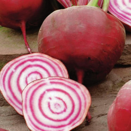 Тонда ди Кёжа семена свеклы столовой (SAIS)