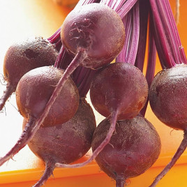 Кадет семена свеклы столовой (Satimex)