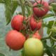 Томат Маністелла F1