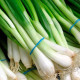 Кайгаро F1 семена лука на перо раннего 54 дн. (Enza Zaden)