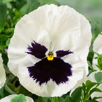 Тремпет S1 белая (white) семена виолы 20-25 см (Hem Genetics)