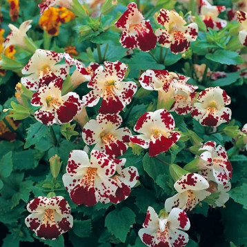 Меджік F1 white blotch насіння мімулюса 20-25см (Floranova)