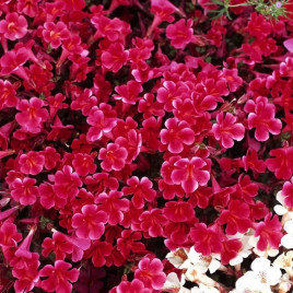 Меджік F1 wine насіння мімулюса 20-25см (Floranova)