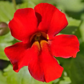 Меджик F1 красный (red) семена мимулюса 20-25см (Floranova)