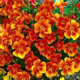 Меджік F1 помаранчевий (orange) насіння мімулюса 20-25см (Floranova)