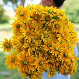 Солнце Прерий (Prairie Sun) семена рудбекии 70-80см (Benary)