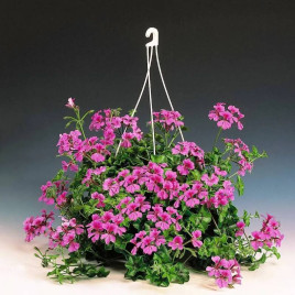 Торнадо F1 розовая (rose) семена пеларгонии (Syngenta)